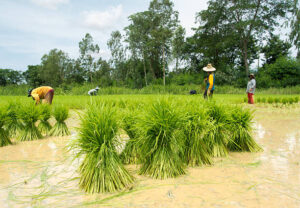 Rice planting