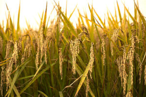 rice harvesting