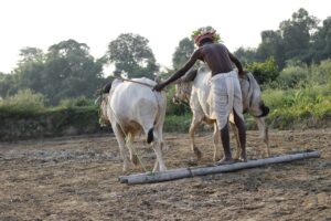 traditional farming 1