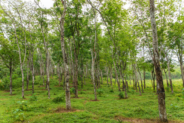 Agroforestry-Uganda