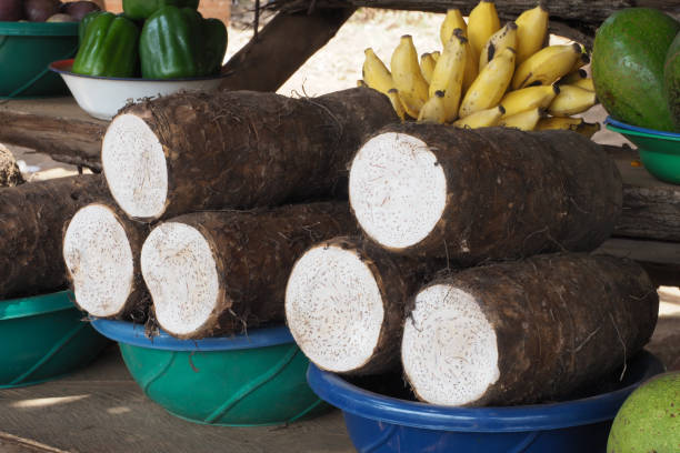 Cassava