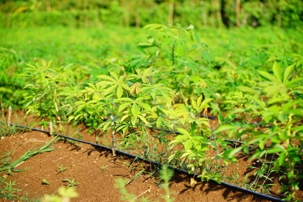 Sandalwood Cultivation