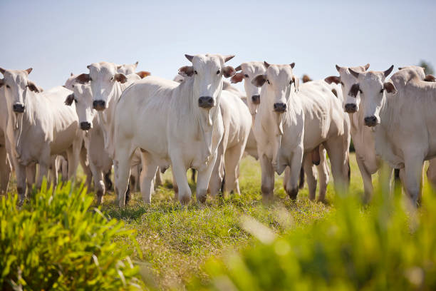 Livestock-Farming-Uganda