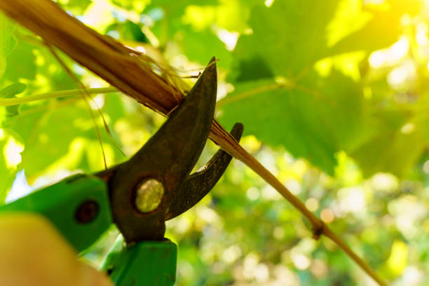 Pruning and Thinning