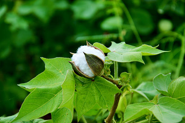 cotton