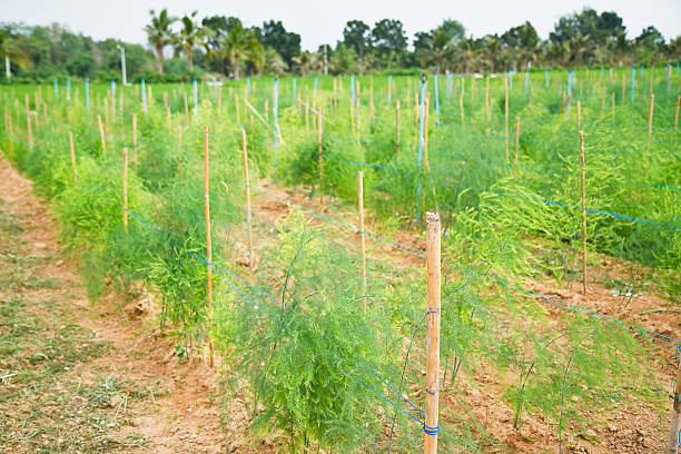 sandalwood planting