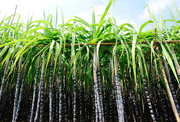 Farming in UP