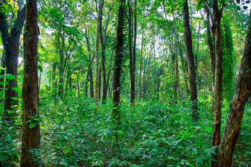 Red Sandalwood Cultivation