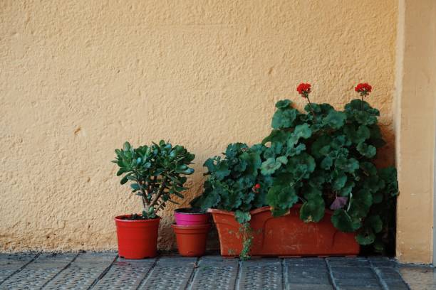 Terrace garden