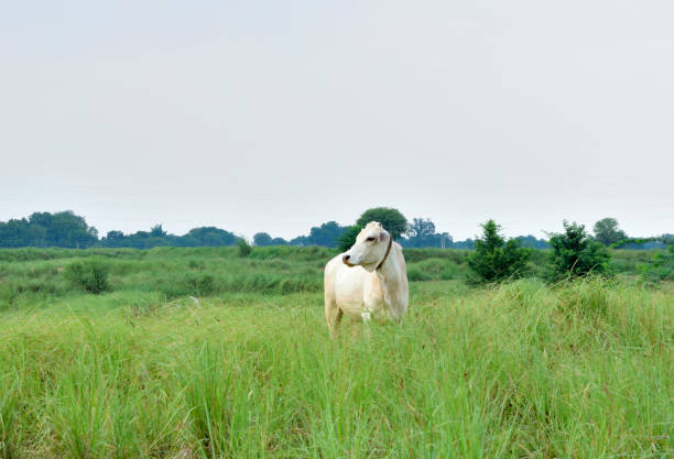 Farm land plots